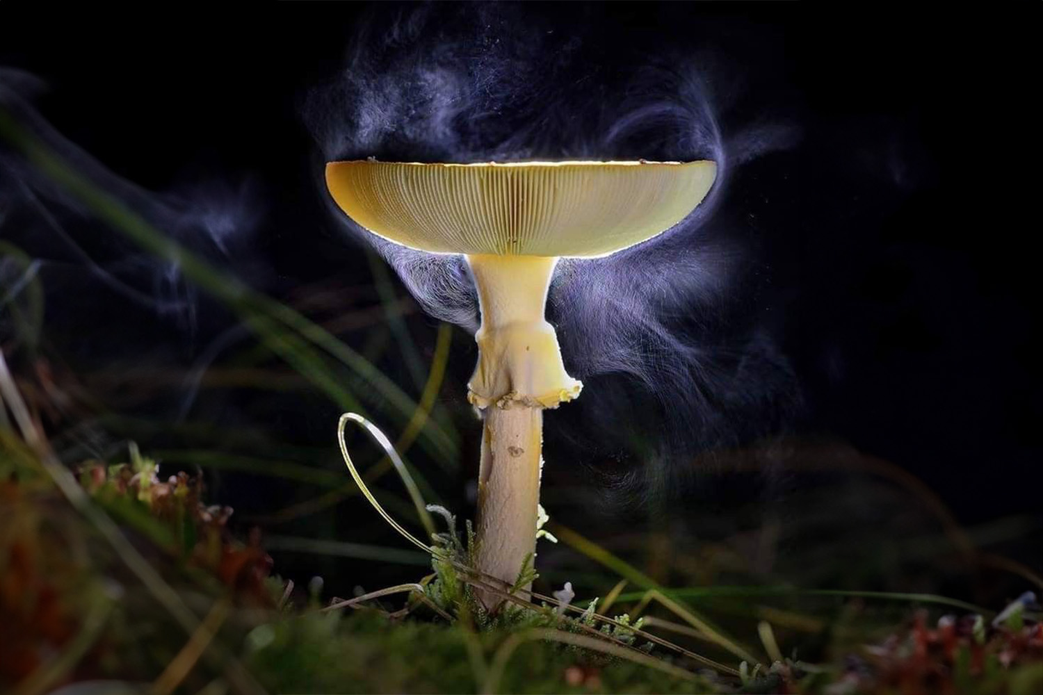 Hongos micorrízicos: la red invisible que podría salvar los bosques del planeta